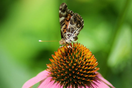 The Joy of July: Essential Gardening Tasks for Mid-Summer in Your Garden