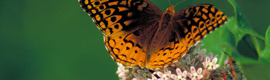 Got Milkweed? Butterflies love this plant and you should too!