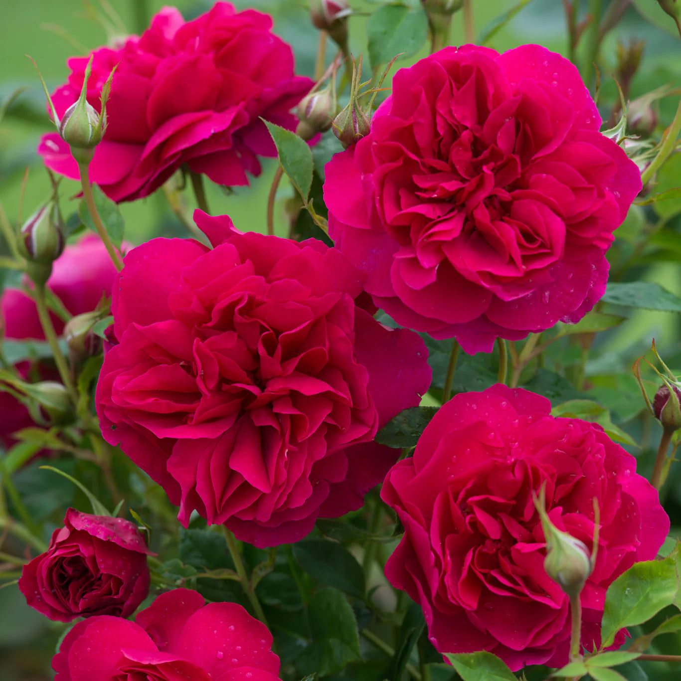 ROSA `THOMAS A BECKETT`