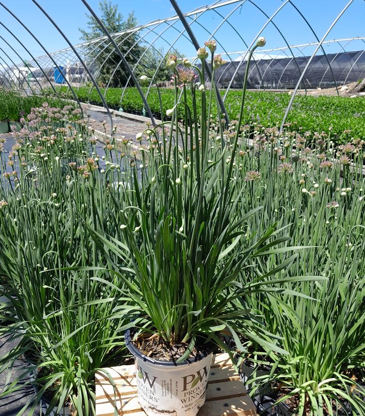 ALLIUM `SERENDIPITY`