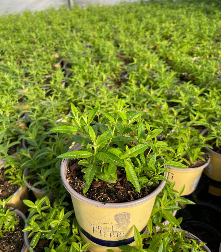 ALOYSIA TRIPHYLLA - LEMON VERBENA