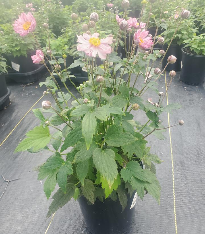 ANEMONE FANTASY `POCAHONTAS`