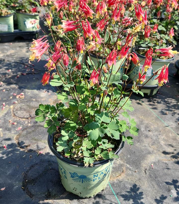 AQUILEGIA CANADENSIS `LITTLE LANTERNS`