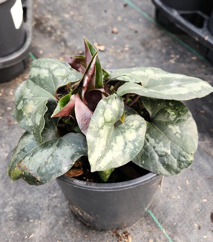 ASARUM SPLENDENS