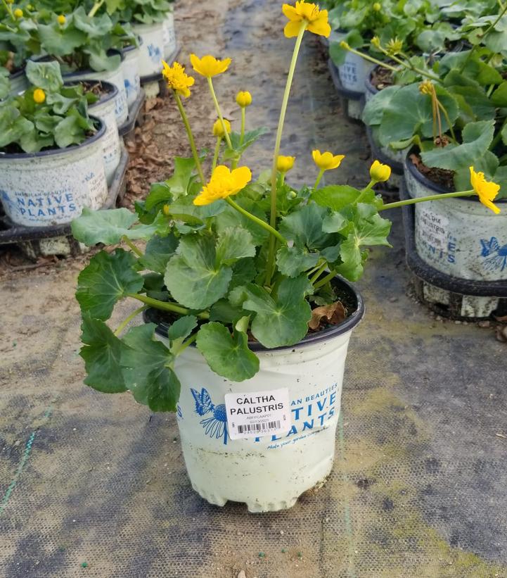 CALTHA PALUSTRIS