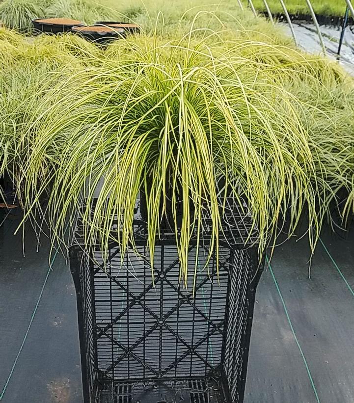 CAREX O. EVERCOLOR `EVERSHEEN`