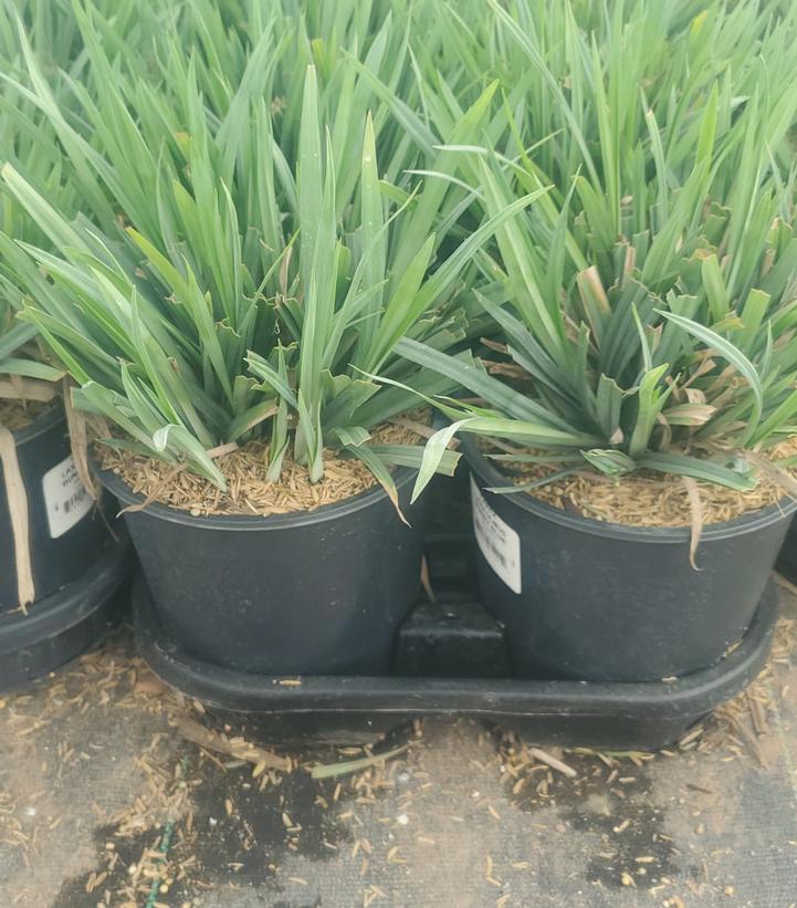 CAREX LAXICULMIS `BUNNY BLUE`