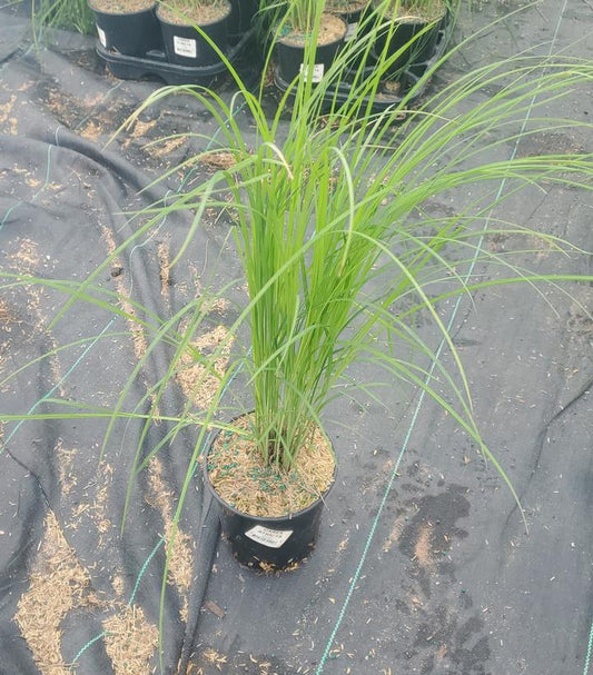 CAREX STRICTA