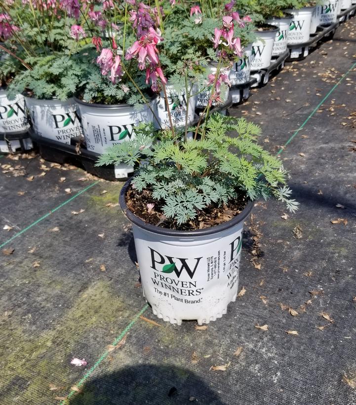 DICENTRA `PINK DIAMONDS`