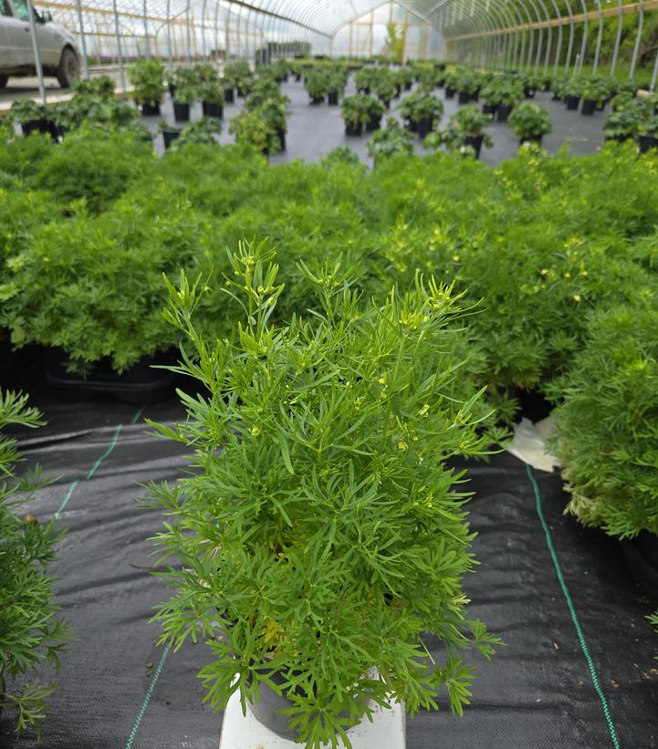 DELPHINIUM HUNKY DORY™ `WHITE`