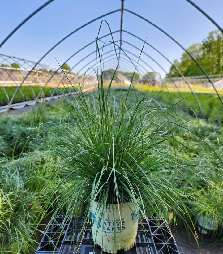 DESCHAMPSIA CESPITOSA `PIXIE FOUNTAIN`