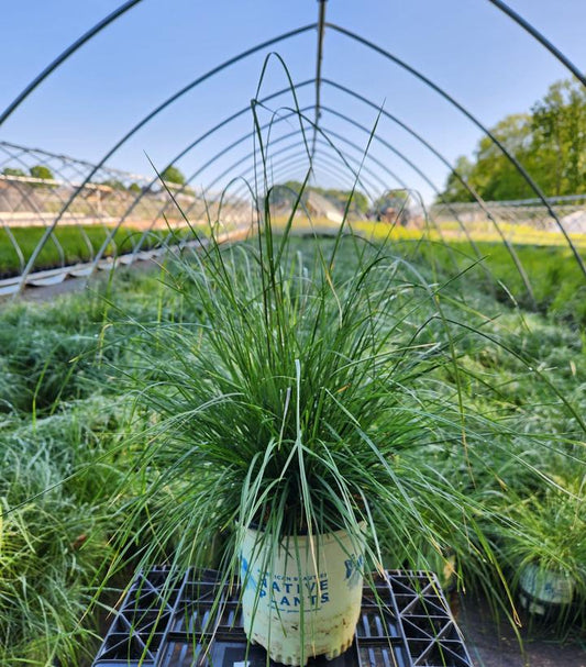 DESCHAMPSIA CESPITOSA `PIXIE FOUNTAIN`