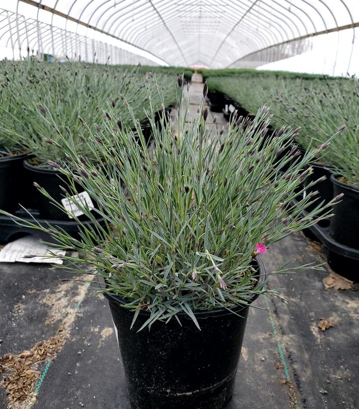 DIANTHUS `FIREWITCH`