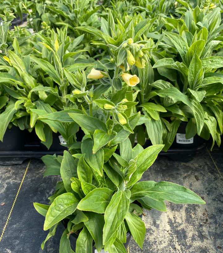 DIGITALIS GRANDIFLORA `CARILLON`
