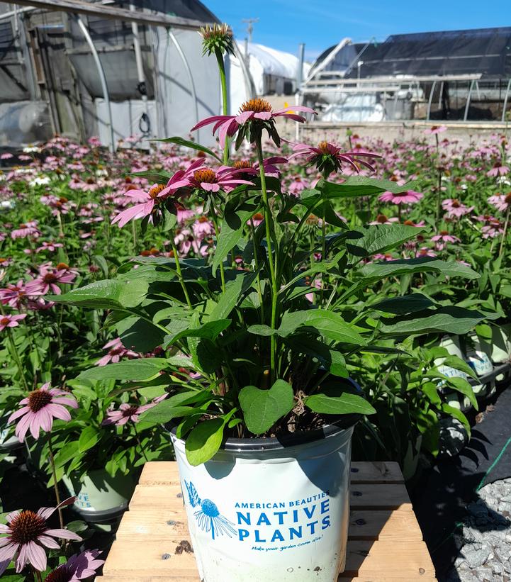ECHINACEA `PRAIRIE SPLENDOR`
