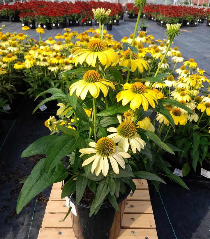 ECHINACEA SOMBRERO `SUMMER SOLSTICE`