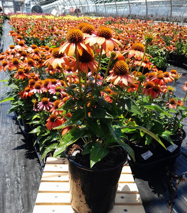 ECHINACEA SOMBRERO `ADOBE ORANGE`