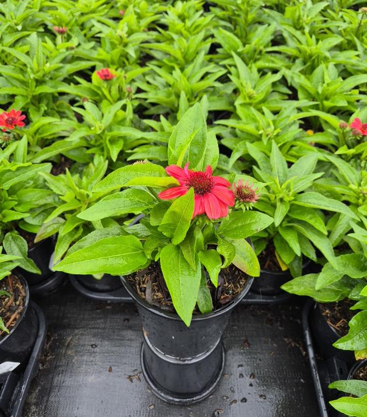 ECHINACEA SUNMAGIC® PETITE BURGUNDY-SunMagic Petite Burgundy coneflower