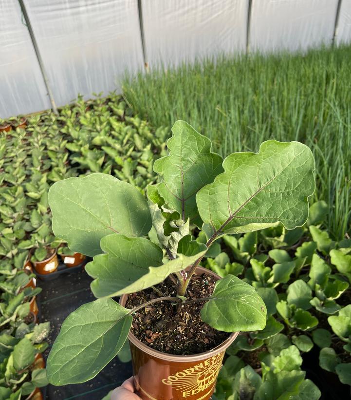 EGGPLANT `ROSA BIANCA`