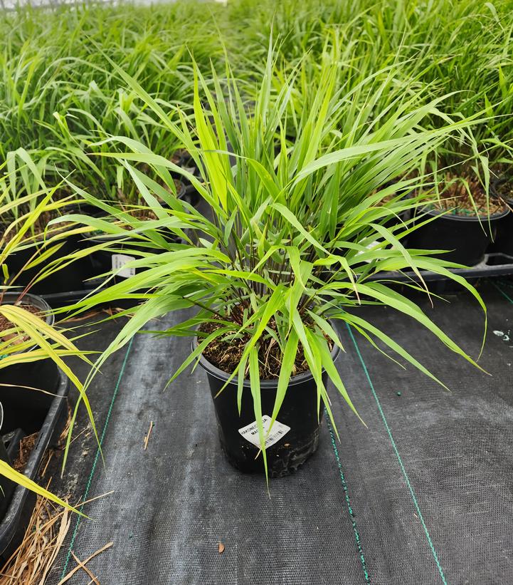 HAKONECHLOA MACRA
