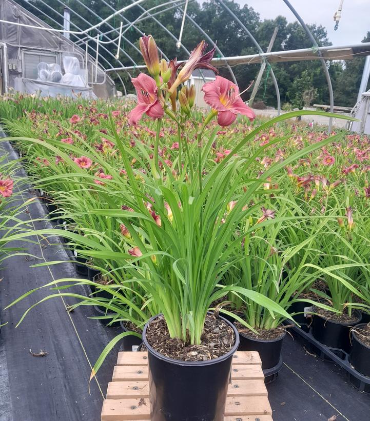 HEMEROCALLIS `ROSY RETURNS`