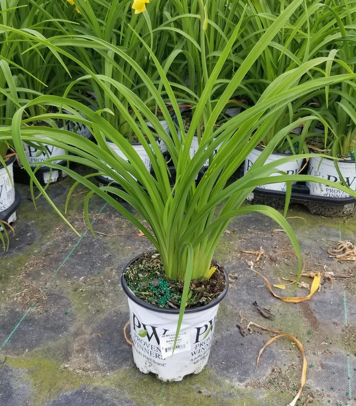 HEMEROCALLIS RAINBOW RHYTHM `GOING BANANAS`