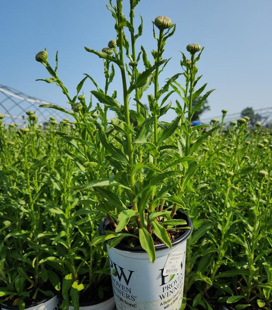 LEUCANTHEMUM AMAZING DAISIES `SPUN SILK`