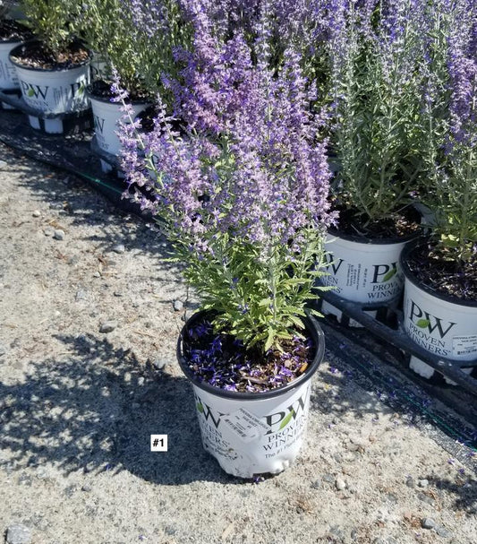 PEROVSKIA ATRIPLICIFOLIA `SAGE ADVICE`