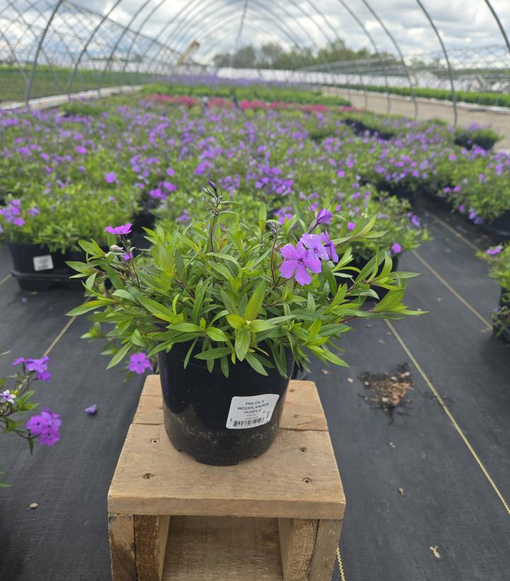 PHLOX X WOODLANDER `PURPLE`