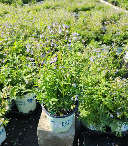 POLEMONIUM REPTANS