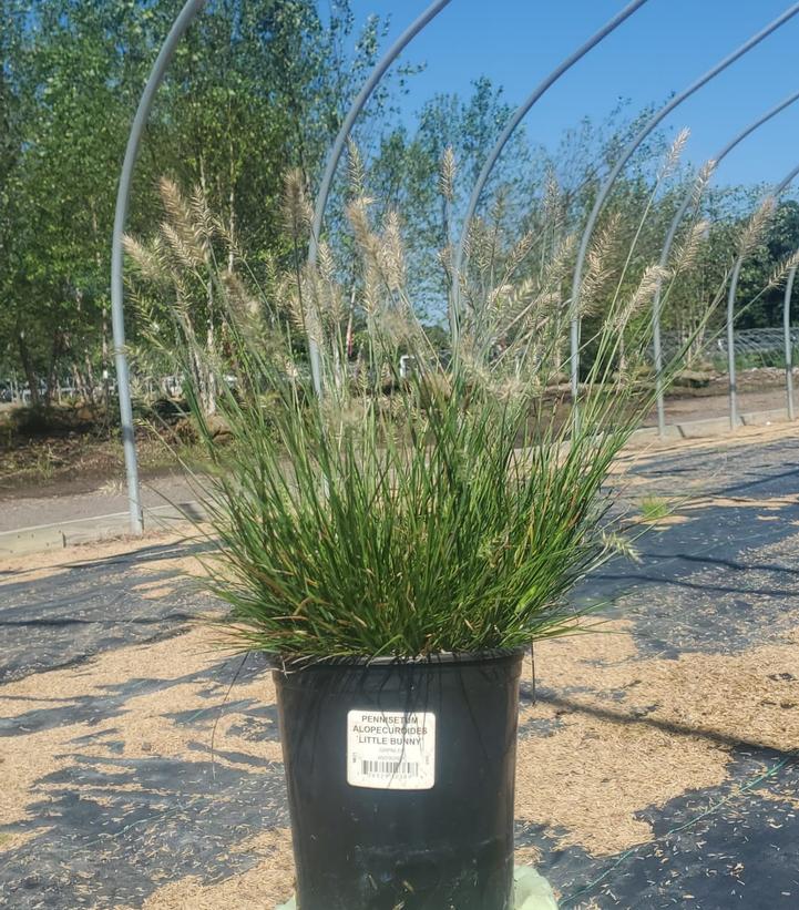 PENNISETUM ALOPECUROIDES `LITTLE BUNNY`