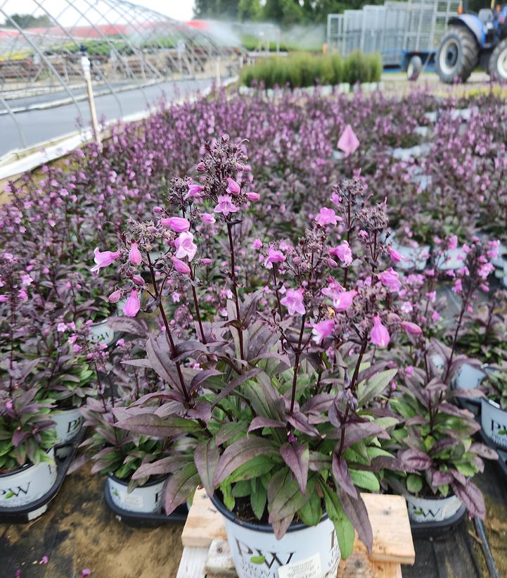 PENSTEMON `MIDNIGHT MASQUERADE`