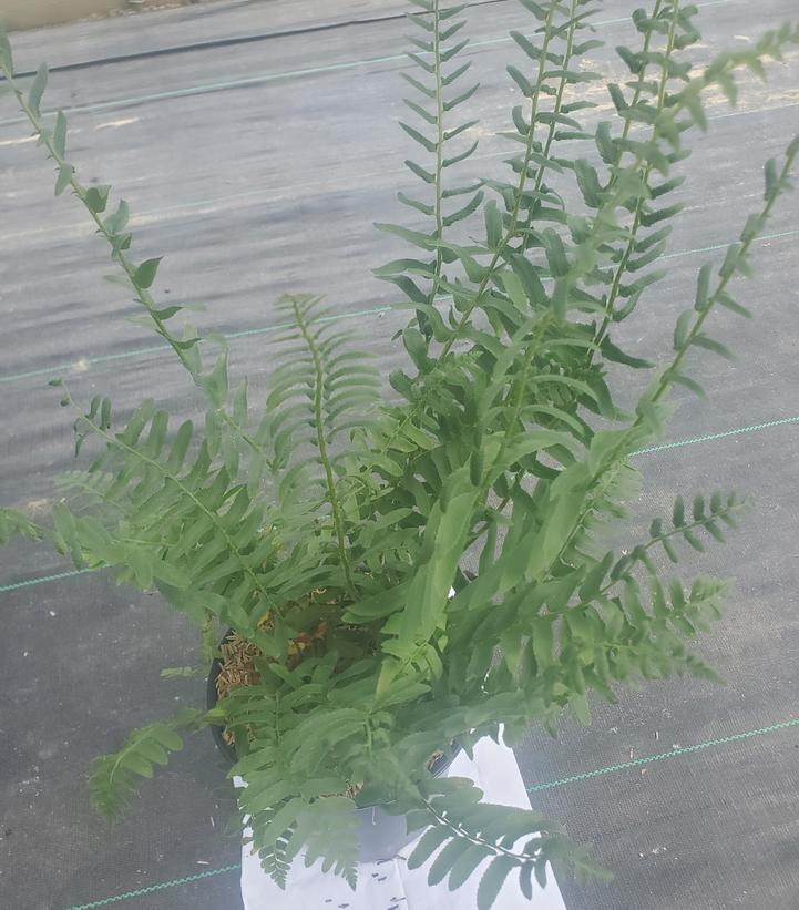 POLYSTICHUM ACROSTICHOIDES