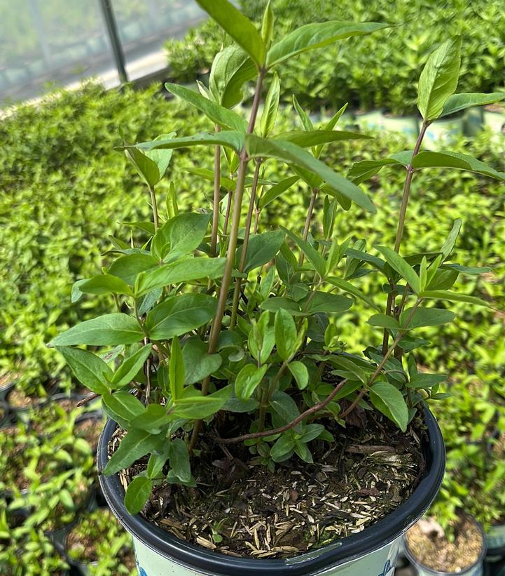 PYCNANTHEMUM MUTICUM