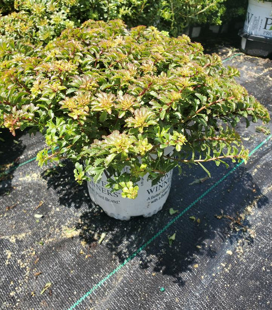 SEDUM ROCK `N LOW `YELLOW BRICK ROAD`