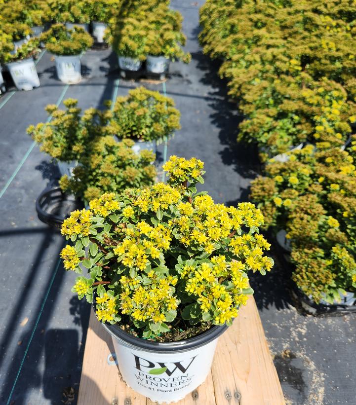 SEDUM ROCK `N LOW `BRIGHT IDEA`