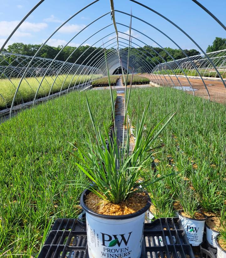 SCHIZACHYRIUM S. PRAIRIE WINDS `BLUE PARADISE`