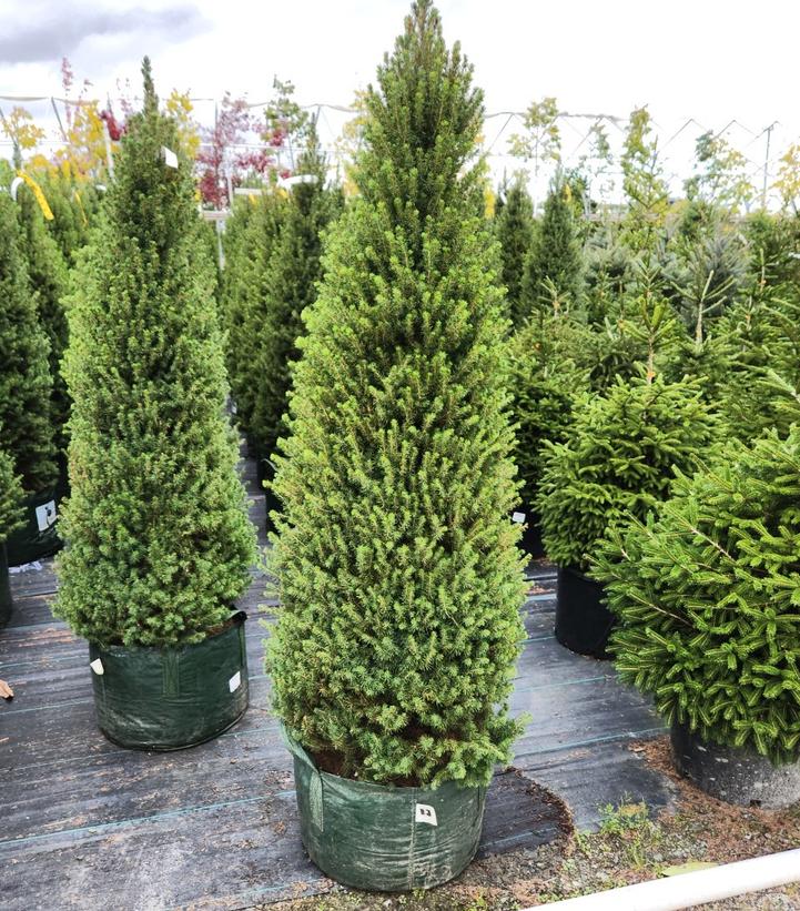 PICEA GLAUCA `CONICA`