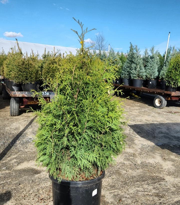 THUJA OCCIDENTALIS `TECHNY`