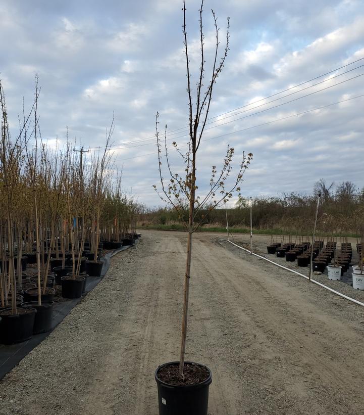 ACER RUBRUM `ARMSTRONG GOLD`