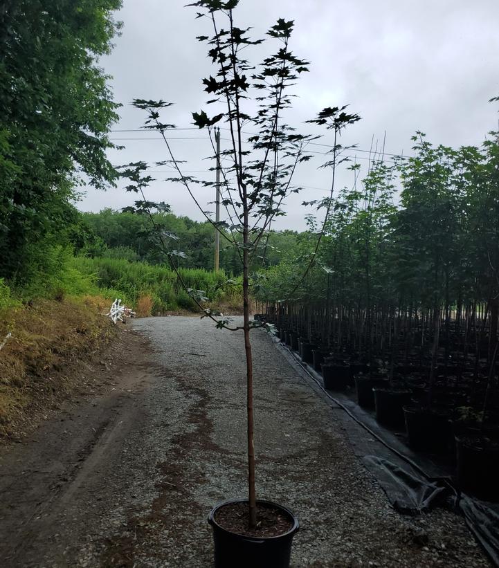ACER SACCHARUM
