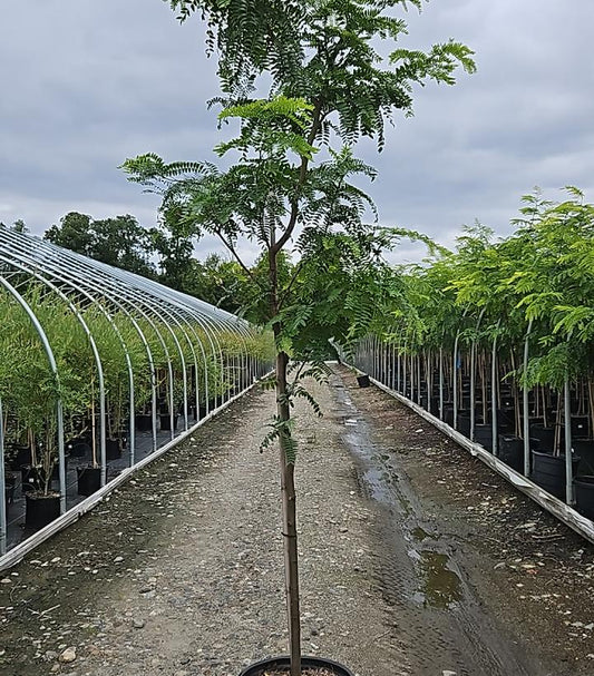 GLEDITSIA TRIACANTHOS `SHADEMASTER`