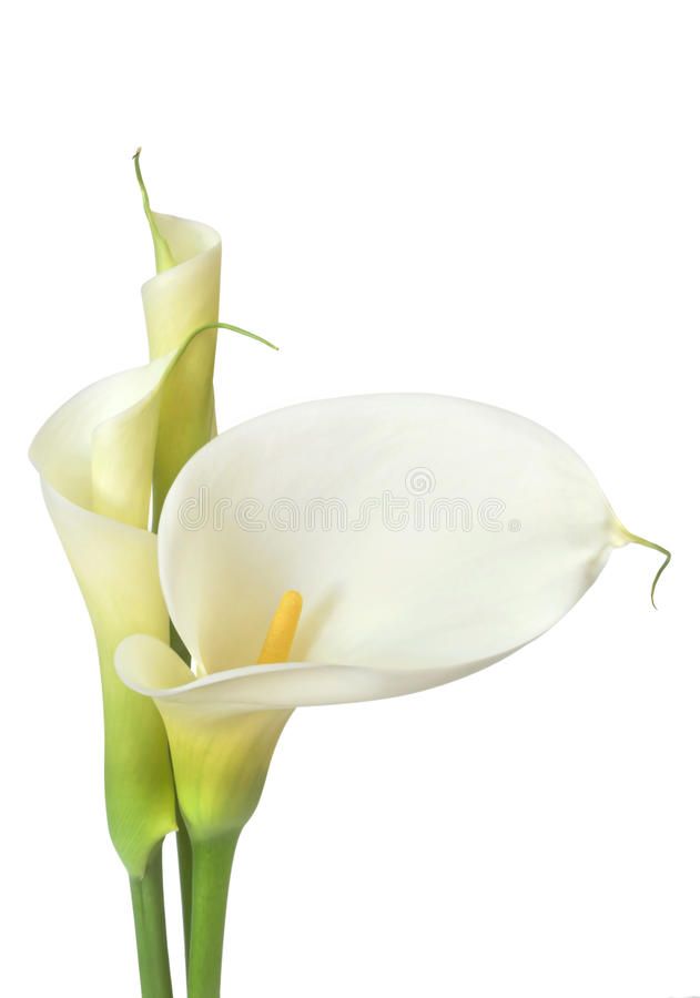 CALLA `DUTCH WHITE`
