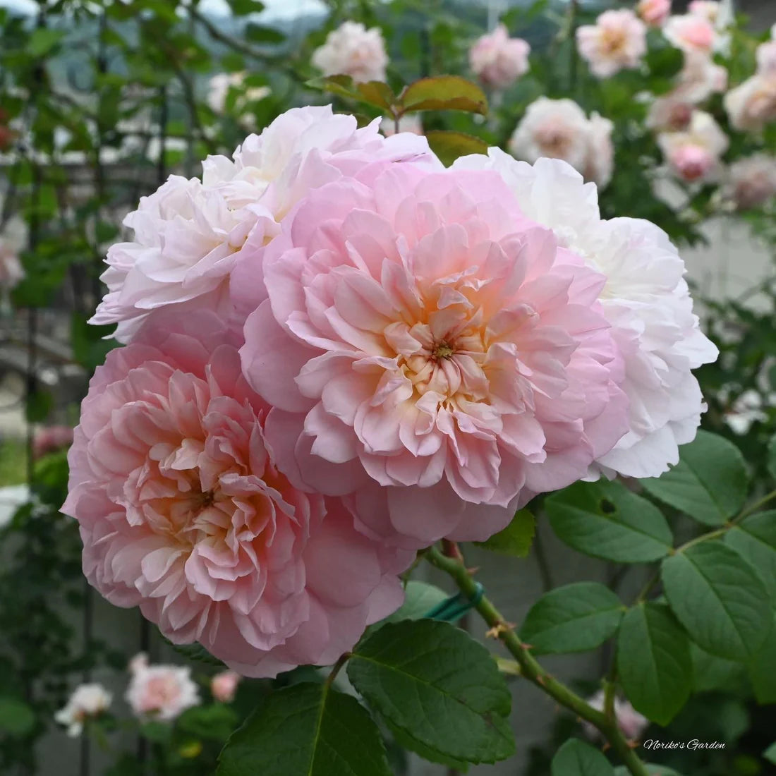 ROSA `ELIZABETH`