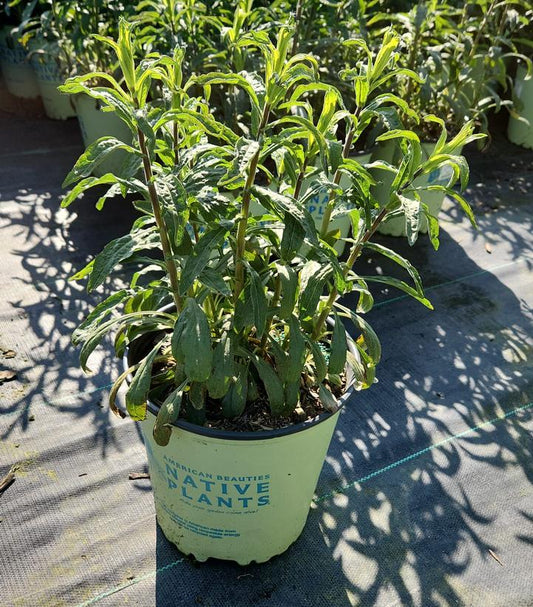 ASTER O. `RAYDON`S FAVORITE`