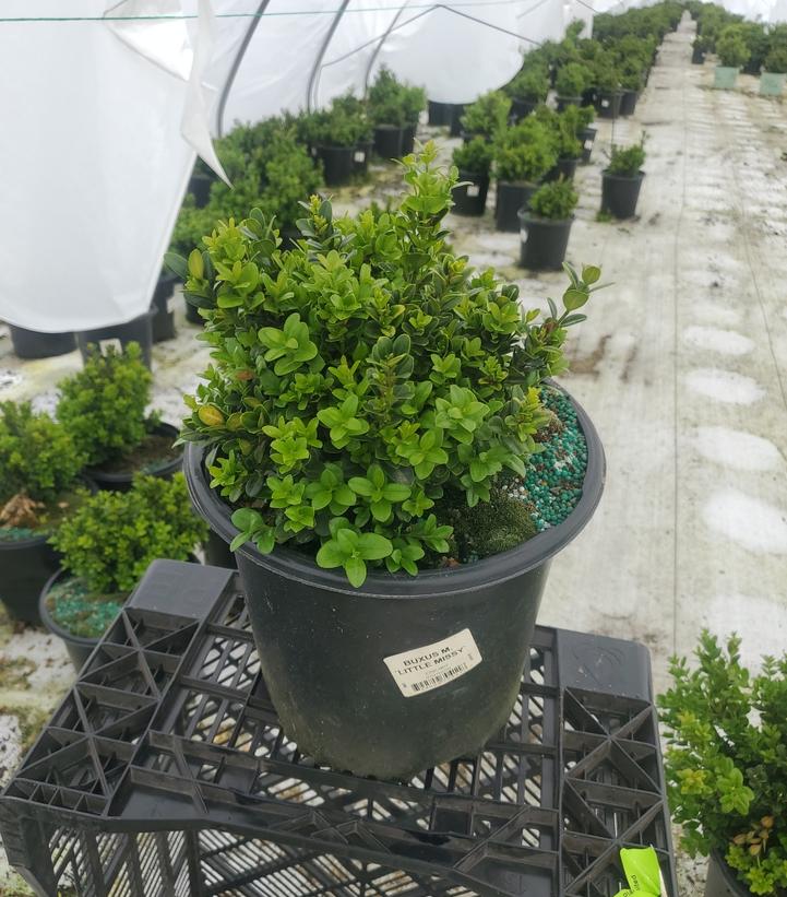 BUXUS MICRO. `LITTLE MISSY`