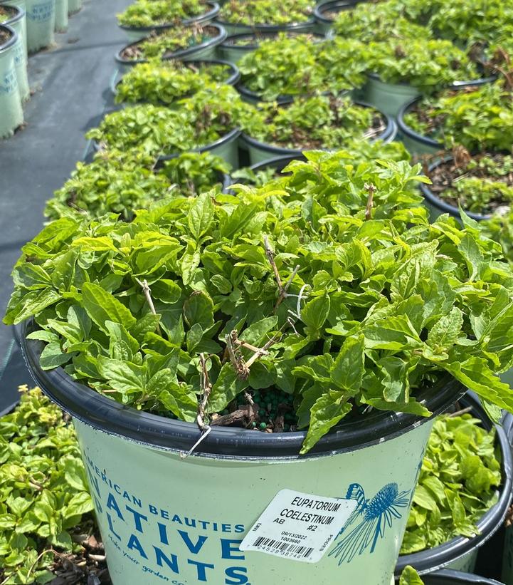 EUPATORIUM COELESTINUM