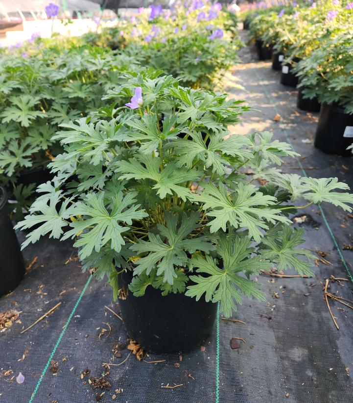 GERANIUM `JOHNSON`S BLUE`