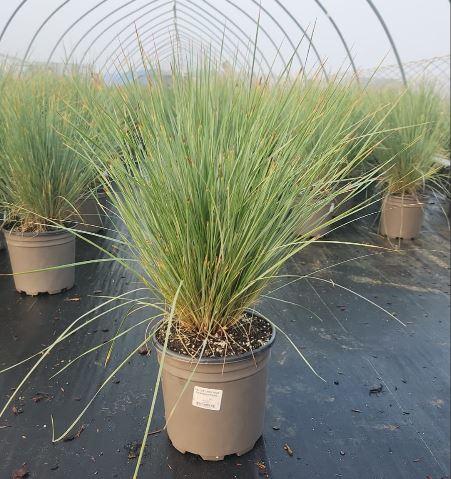 HELICTOTRICHON SEMPERVIRENS