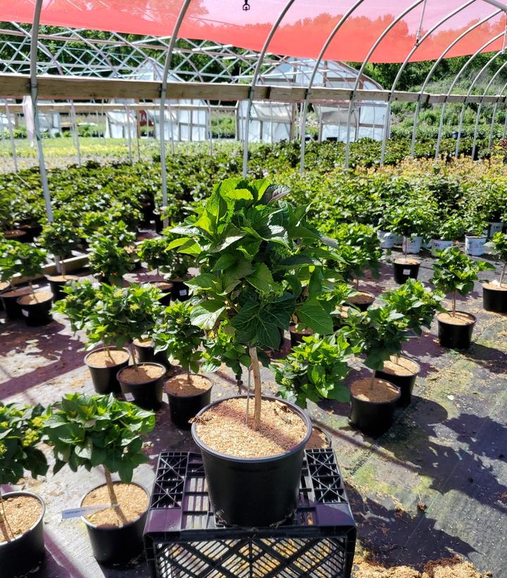 HYDRANGEA M `EARLY ROSA` - STD